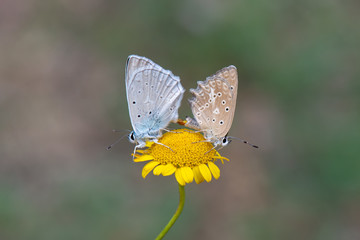 Lycaenidae / Çokgözlü Dafnis / / Polyommatus daphnis