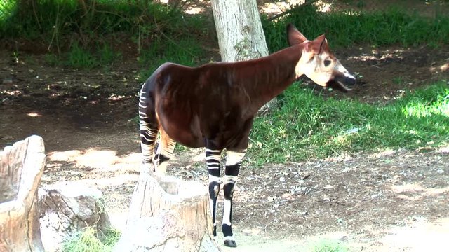 Okapi