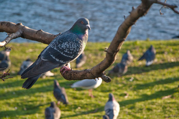 Feral pigeon (Columba livia domestica) sitting on tree branch, more birds on the green grass ground near lake in background.