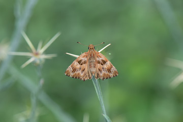 Obraz premium Hesperiidae / Hatmi Zıpzıpı / / Carcharodus alceae