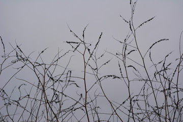 Dry herbs against grey cloudy sky. Silhouettes of plants.
