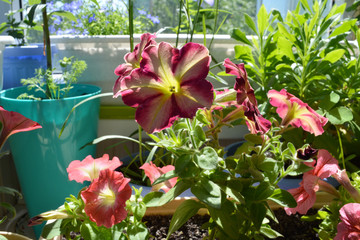 Fototapeta na wymiar Bright flowering petunia in small urban garden on the balcony in sunny summer day.