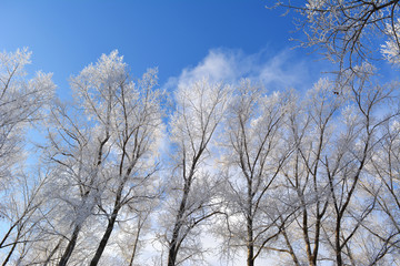 Winter tale. Trees covered with hoarfrost against blue sky.