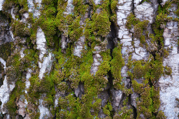 Moss on tree bark. Natural texture.
