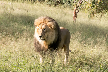 South African Safari wildlife lions