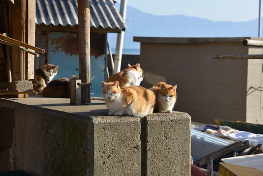 Cats of aosima in Ozu City, Ehime Prefecture, Japan