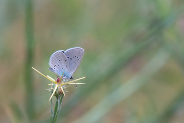 Lycaenidae / Mavi Osiris / / Cupido osiris