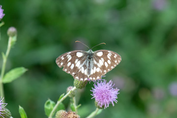 Satyridae / Orman Melikesi / / Melanargia galathea