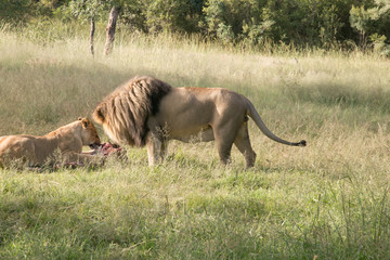 South African Safari wildlife lions