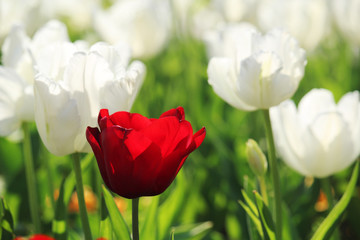 One bright red tulip in the field of white tulips in April	