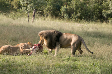 South African Safari wildlife lions