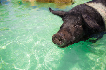 Excursion to the island Pig Beach. Pigs in the Atlantic Ocean. Bahamas. USA. 