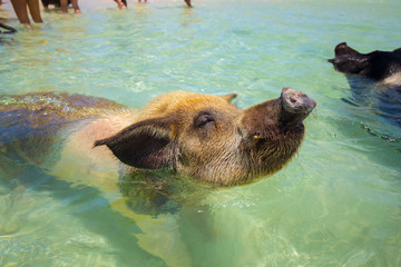 Fototapeta premium Excursion to the island Pig Beach. Pigs in the Atlantic Ocean. Bahamas. USA. 