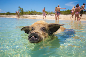 Excursion to the island Pig Beach. Pigs in the Atlantic Ocean. Bahamas. USA. 