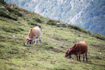 Cows in Covadonga lagos National park Picos de Europa, Spain