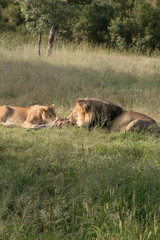 South African Safari wildlife lions
