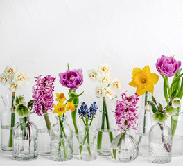 Spring flower in glass vases