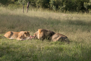 South African Safari wildlife lions