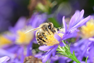 Bee pollinates an aster