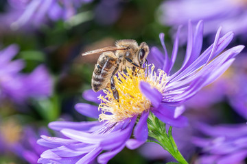 Bee pollinates an aster