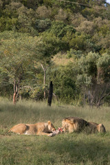 Naklejka na ściany i meble South African Safari wildlife lions