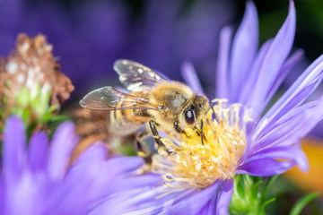 Bee pollinates an aster