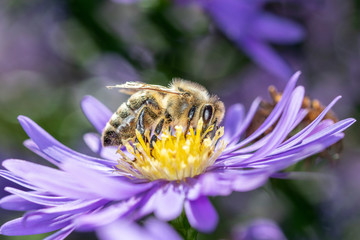 Bee pollinates an aster