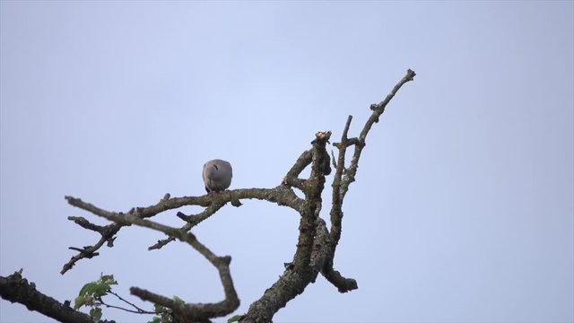 T&uuml;rkentaube&nbsp;(Streptopelia decaocto)&nbsp; ruft