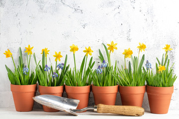 daffodil flower and grass in pot © Lily