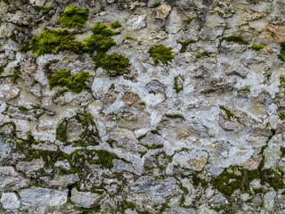 mur en pierres avec végétation 