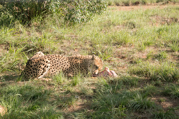 South African Safari wildlife cheetah