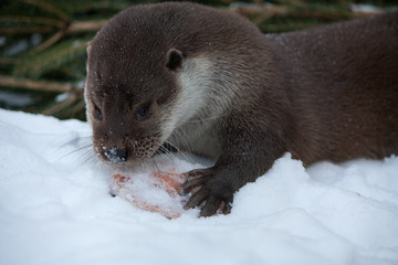 Otter eats fish in the snow
