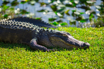 Alligator head. Everglades National Park. Florida. USA. 