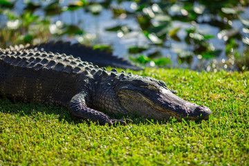 Alligator head. Everglades National Park. Florida. USA. 