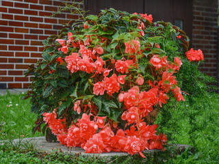 Flower pot with ornamental flowers. Flowering, asparate, geraniums. 