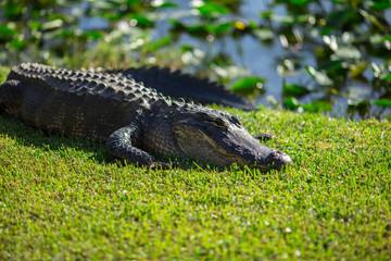 Alligator head. Everglades National Park. Florida. USA. 