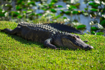 Alligator head. Everglades National Park. Florida. USA. 