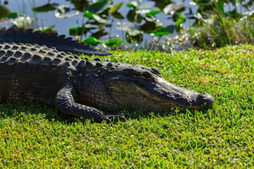 Alligator head. Everglades National Park. Florida. USA. 