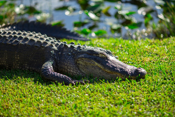 Alligator head. Everglades National Park. Florida. USA. 