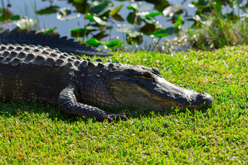 Alligator head. Everglades National Park. Florida. USA. 