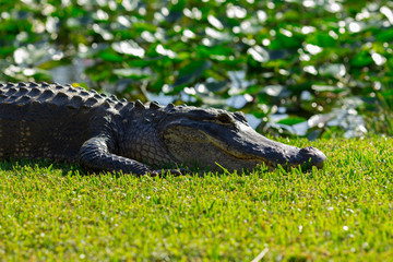 Alligator head. Everglades National Park. Florida. USA. 