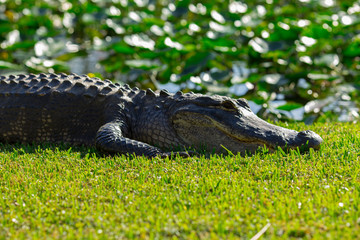 Alligator head. Everglades National Park. Florida. USA. 