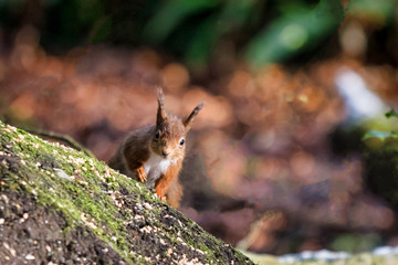 Red Squirrel looking at the Camera