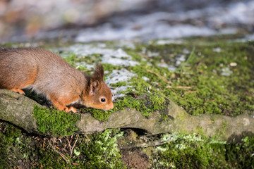 Red Squirrel Walking over the ground