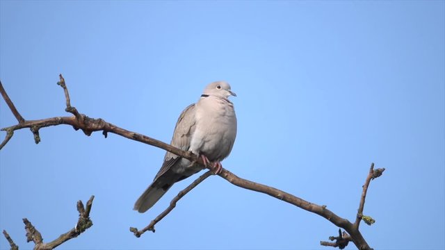 T&uuml;rkentaube&nbsp;(Streptopelia decaocto)&nbsp; ruft