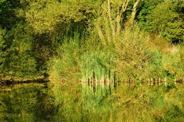 Pond shore with reflection in water. 