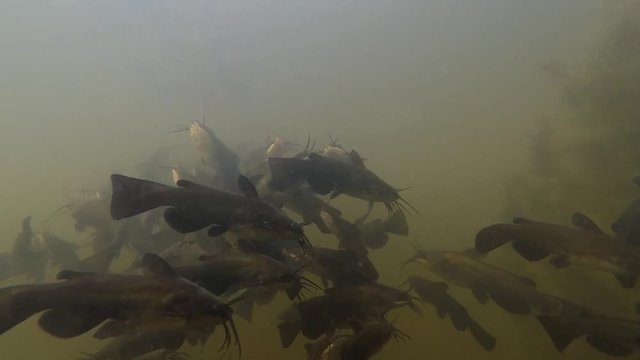 Schwarzer Zwergwels, Schwarzer Katzenwels (Ameiurus melas, auch Ictalurus nebulosus)