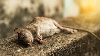 The view of the head of a dead rat