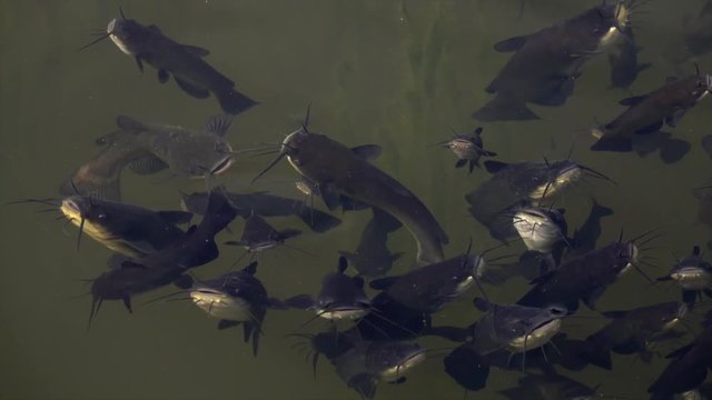 Schwarzer Zwergwels, Schwarzer Katzenwels (Ameiurus melas, auch Ictalurus nebulosus)