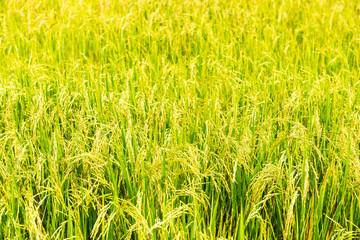 Rice field in local area of Thailand sunny day